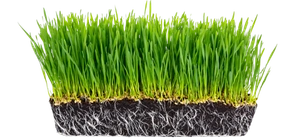Luxury poolside synthetic grass installed at a Dallas residence